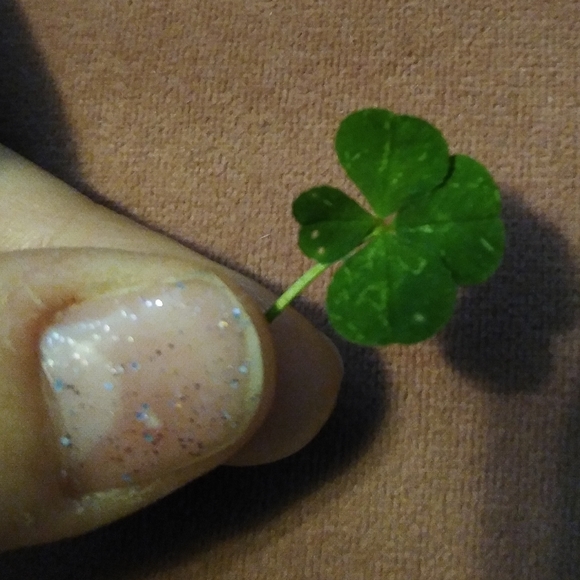 🍀 Wild Four Leaf Clover REAL Just for You Found 4 /22/23 USA yard Lucky Clovers - Picture 8 of 15